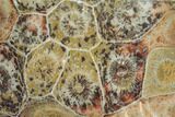 Polished Fossil Coral (Actinocyathus) - Morocco #100671-1
